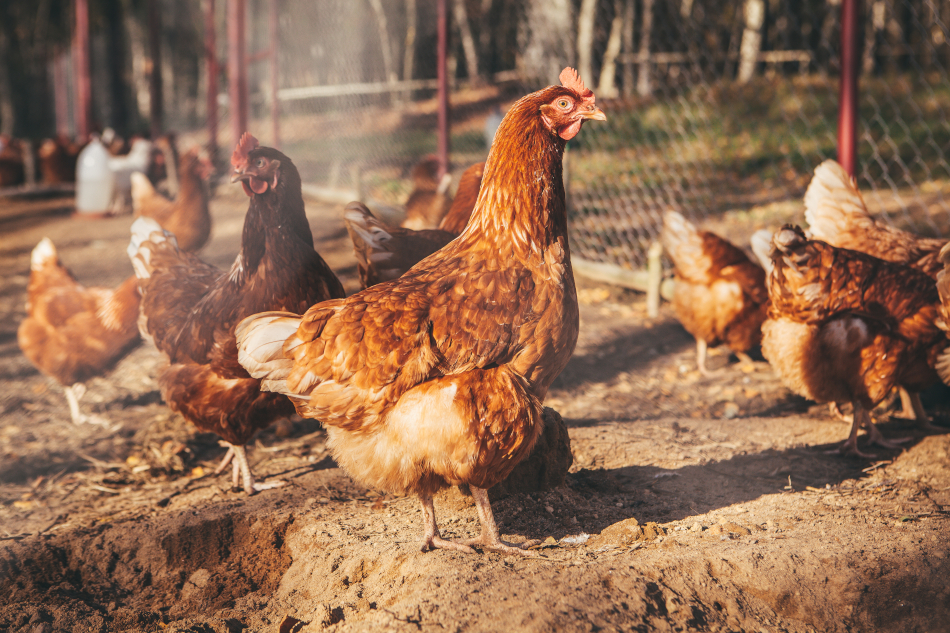 How to Keep Rodents and Wildlife Out of the Chicken Coop