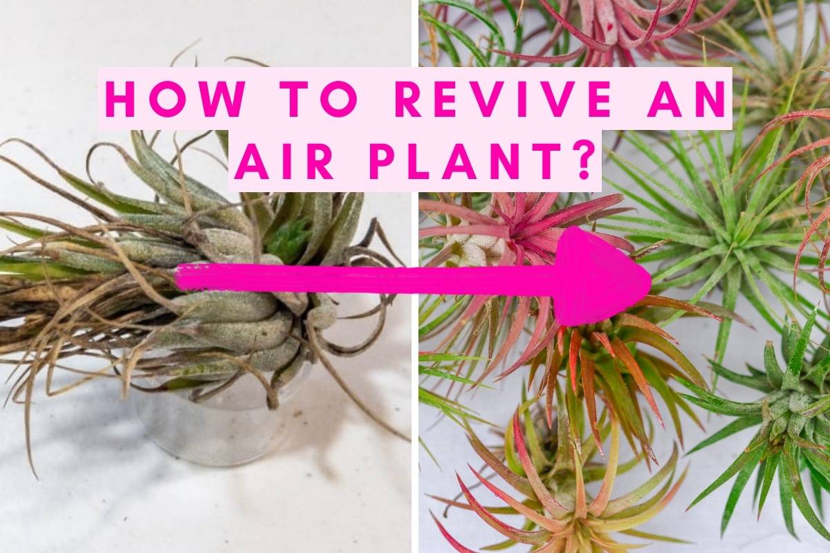 How to Revive an Air Plant