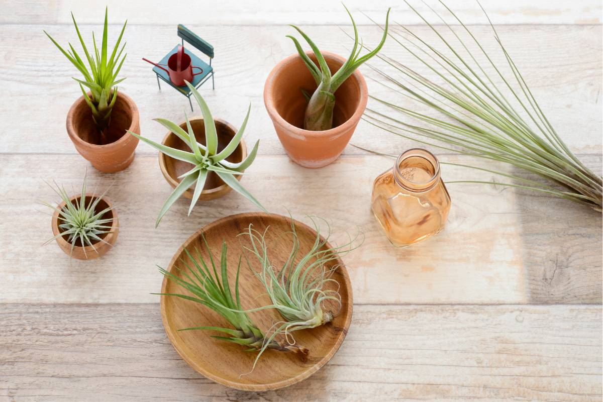 How to Revive an Air Plant CSA Farm Directory
