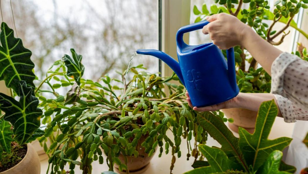 Overwatered vs Underwatered Christmas Cactus: Identifying the Signs