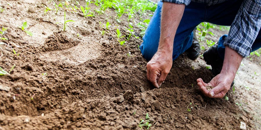 close up view of a man's hands planting seeds and cultivating the soil while kneeling