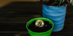 a gold bitcoin planted into a pot of soil beside a pot of plant