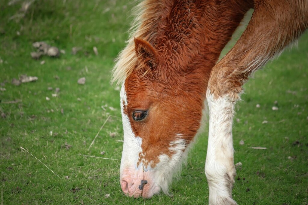 Smart Livestock Feeding: How to Optimize Livestock Nutrition With Online Feed Sources and Calculators